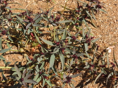 Euphorbia thinophila