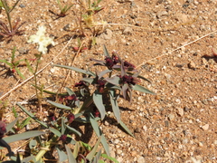 Euphorbia thinophila