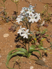 Zephyra elegans