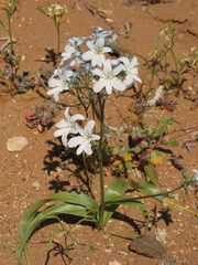 Zephyra elegans