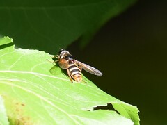 Sericomyia silentis