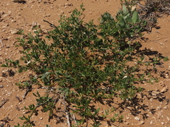 Fagonia chilensis