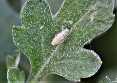 Eupteryx decemnotata