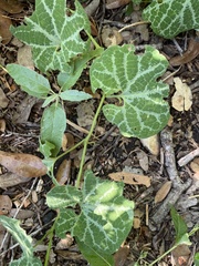 Aristolochia fimbriata