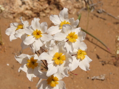 Leucocoryne coronata