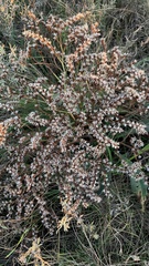 Goniolimon tataricum