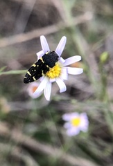 Acmaeodera macra