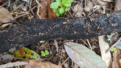 Rosellinia