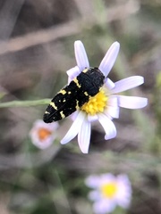 Acmaeodera macra
