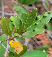 Aceria mackiei