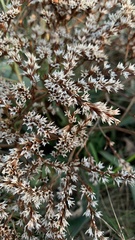 Goniolimon tataricum