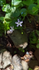 Claytonia