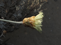 Plectocephalus floccosus