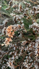 Goniolimon tataricum