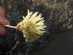 Plectocephalus floccosus
