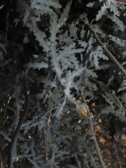 Plectocephalus floccosus