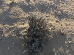 Plectocephalus floccosus