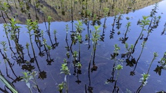 Equisetum fluviatile