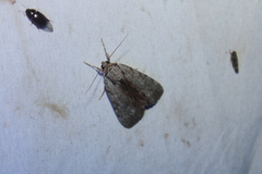Catocala gracilis
