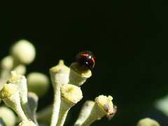 Chilocorus bipustulatus