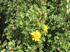 Oxalis virgosa