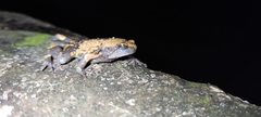 Uperodon triangularis