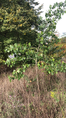 Populus