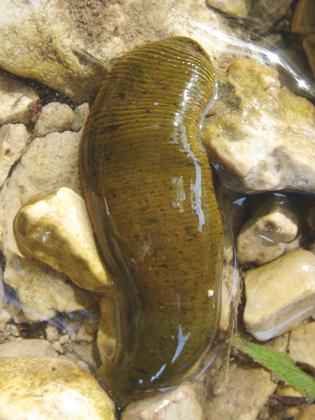 Horse Leech Haemopis sanguisuga iNaturalist