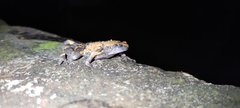 Uperodon triangularis