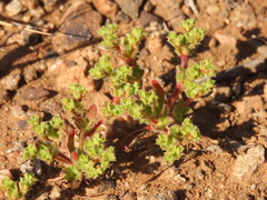 Lastarriaea chilensis