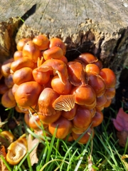 Flammulina velutipes