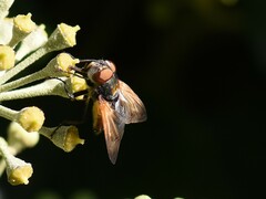 Phasia aurigera