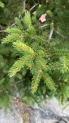 Picea glauca