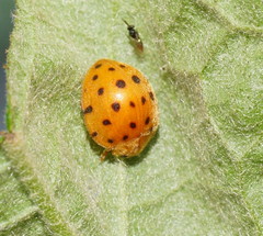 Henosepilachna sumbana