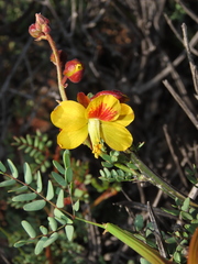 Erythrostemon angulatus