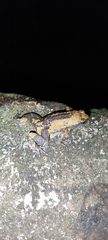 Uperodon triangularis