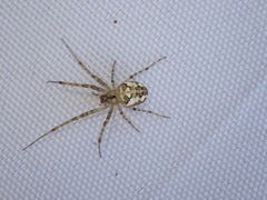 Metellina segmentata