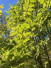Castanea dentata