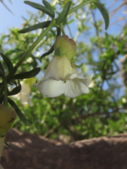 Lycium bridgesii
