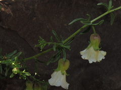 Lycium bridgesii