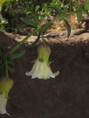 Lycium bridgesii
