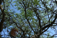 Geoffroea decorticans