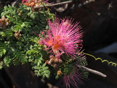 Calliandra chilensis