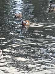 Aix galericulata