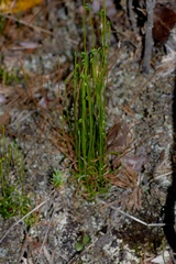 Schizaea pusilla