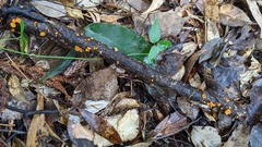 Dicephalospora rufocornea