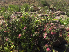 Calliandra chilensis