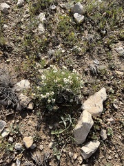 Zinnia acerosa