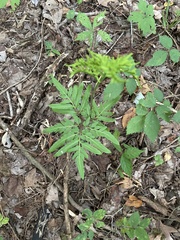 Sceptridium biternatum