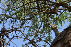 Geoffroea decorticans